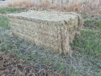 240mt Oaten Hay 600kg 8x4x3 Bales