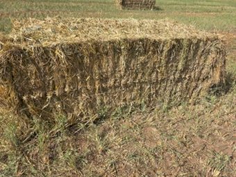 300mt Oaten Hay 600kg 8x4x3 Bales