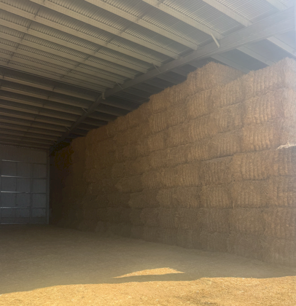 200mt Barley Hay 650kg 8x4x3 Bales