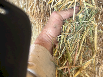 100mt Organic Certified Demeter Oaten Rye Hay 550kg 8x4x3 Bales