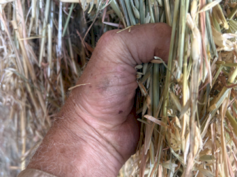 100mt Organic Certified Demeter Oaten Rye Hay 550kg 8x4x3 Bales