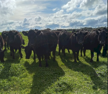 Angus Heifers x 43