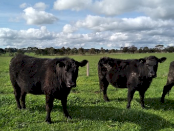 Angus Heifers x 43
