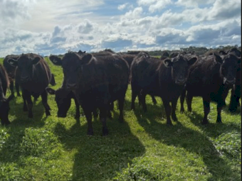 Angus Heifers x 43