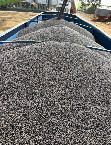 100mt Timok Vetch