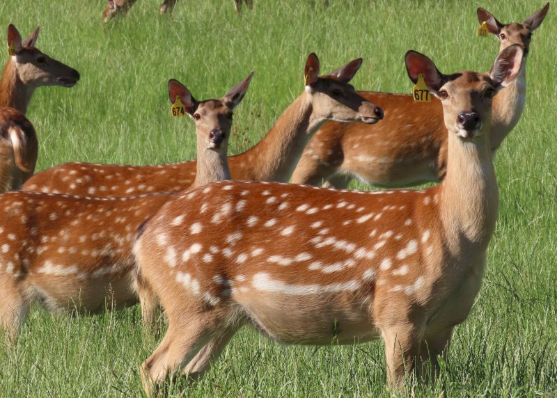 Pure Sika Deer