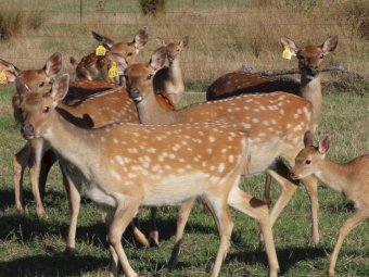 Pure Sika Deer