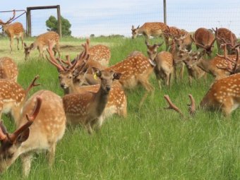Pure Sika Deer