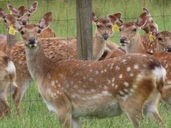 Pure Sika Deer