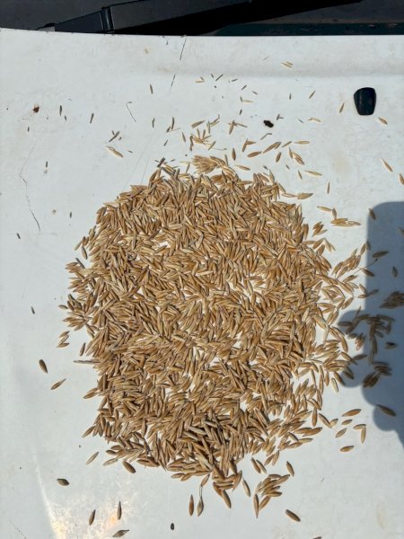 200m/t Feed Oats