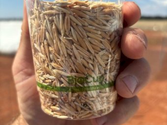 200m/t Feed Oats