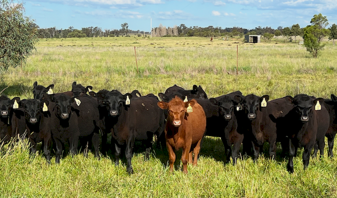 Angus Heifers x 17