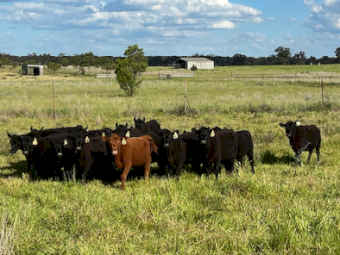 Angus Heifers x 17