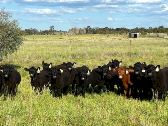 Angus Heifers x 17