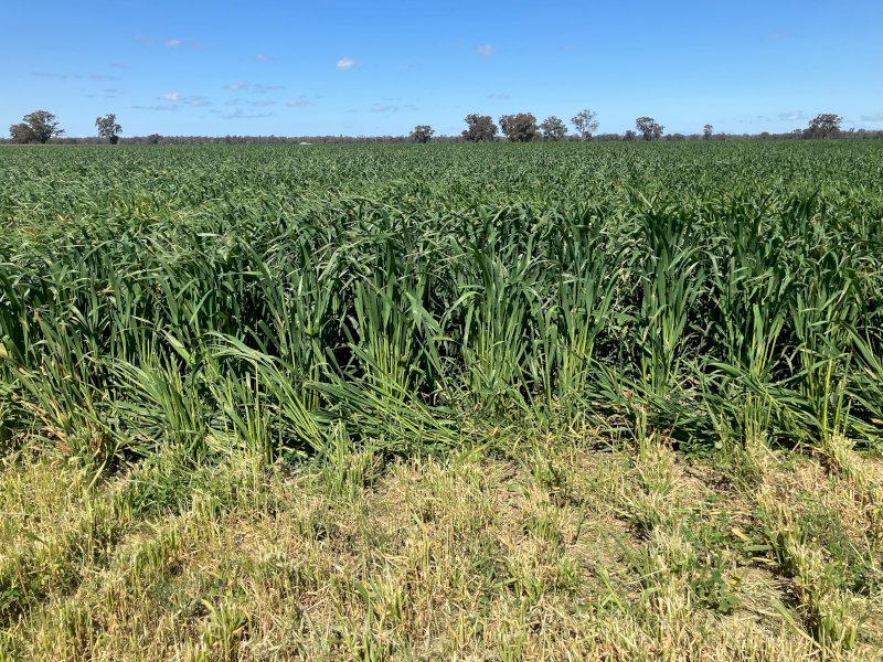 Standing Lucerne Oaten Crop For Silage