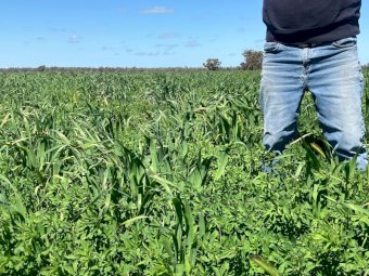 Standing Lucerne Oaten Crop For Silage