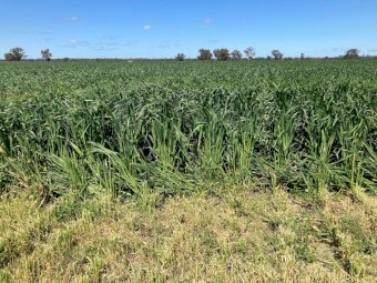 Standing Lucerne Oaten Crop For Silage