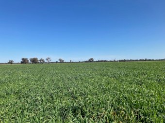 Standing Lucerne Oaten Crop For Silage