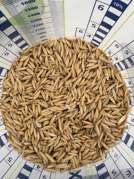 100MT Bilby Feed Oats