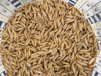 100MT Bilby Feed Oats