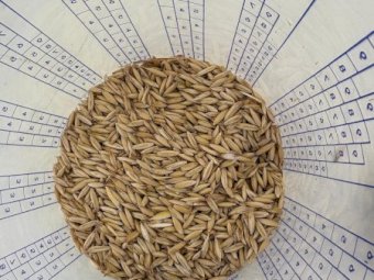 100MT Bilby Feed Oats