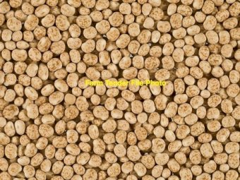 WANTED New Season Lupins
