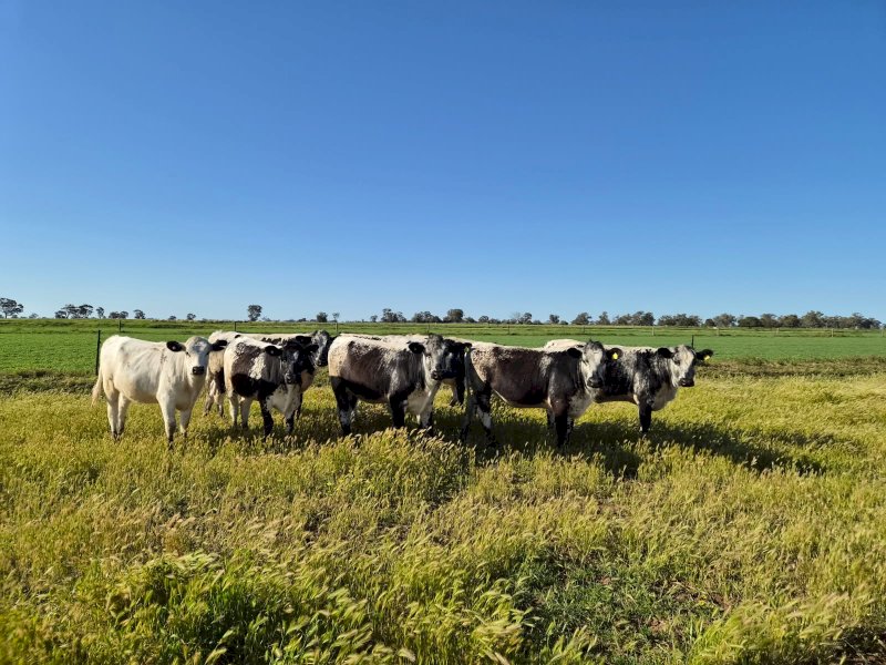 Speckle Park Heifers and Steers