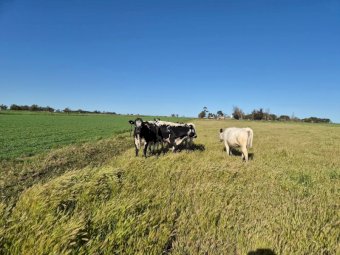 Speckle Park Heifers and Steers