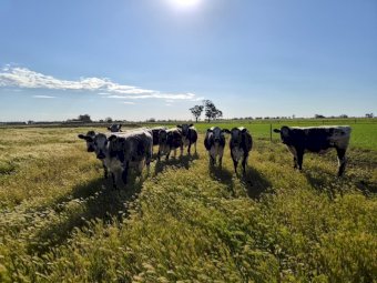 Speckle Park Heifers and Steers