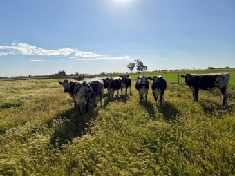 Speckle Park Heifers and Steers