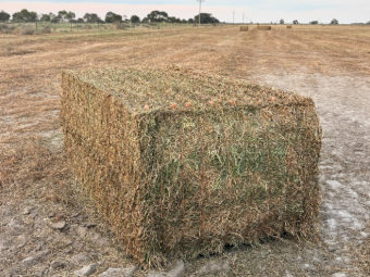 500mt Vetch Hay 700-720kg 8x4x3 Bales (New Season)