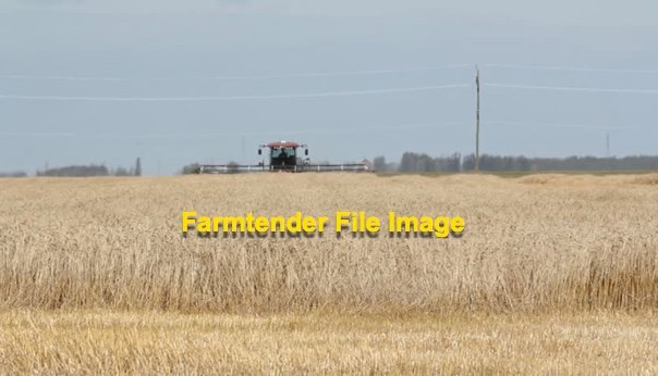 EOI Windrowed Wheaten Straw 8x4x4 Bales
