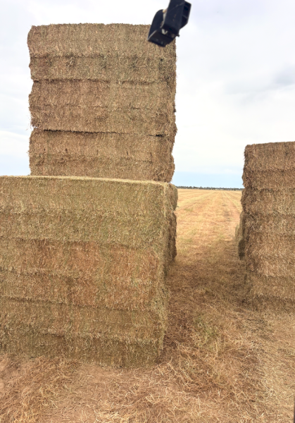 500mt Vetch Hay 700-720kg 8x4x3 Bales (New Season)
