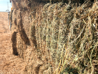500mt Vetch Hay 700-720kg 8x4x3 Bales (New Season)