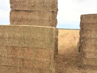 500mt Vetch Hay 700-720kg 8x4x3 Bales (New Season)
