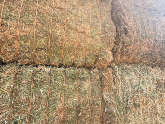 500mt Vetch Hay 700-720kg 8x4x3 Bales (New Season)