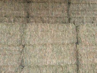 500mt Oaten Hay 550kg 8x4x3 Bales (New Season)