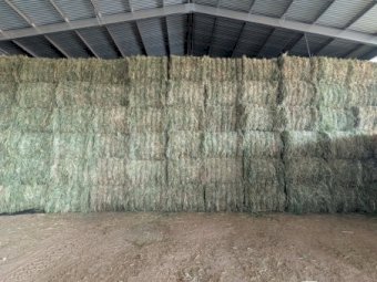500mt Oaten Hay 550kg 8x4x3 Bales (New Season)