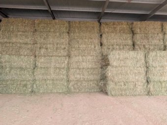 500mt Oaten Hay 550kg 8x4x3 Bales (New Season)