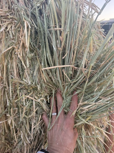 200mt Barley/Oaten Hay 700kg 8x4x3 Bales (New Season) Delivered Roma QLD