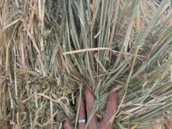 200mt Barley Hay 700kg 8x4x3 Bales (New Season) Delivered Roma QLD