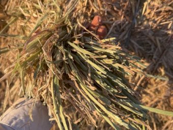 200mt Barley/Oaten Hay 700kg 8x4x3 Bales (New Season) Delivered Roma QLD