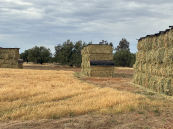 70mt Barley Hay 600kg 8x4x3 Bales (New Season)