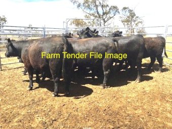 Angus Cows and Calves at Foot x 57