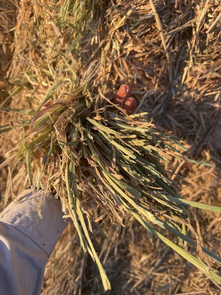200mt Oaten/Barley and Vetch Hay 690kg 8x4x3 Bales (New Season) Delivered Millmerran QLD
