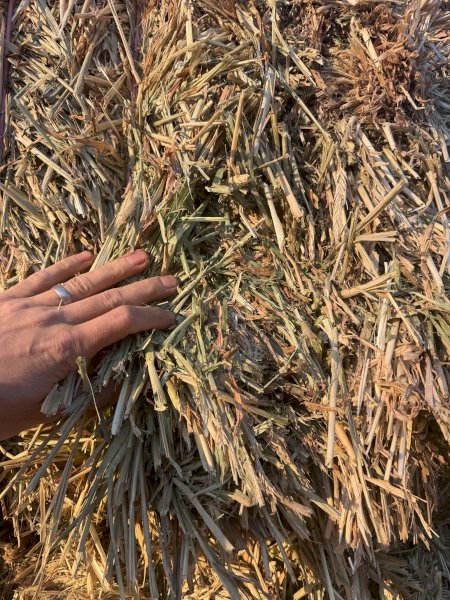 200mt Vetch/Oaten and Barley Hay 620kg 8x4x3 Bales (New Season) Delivered to Inverell NSW