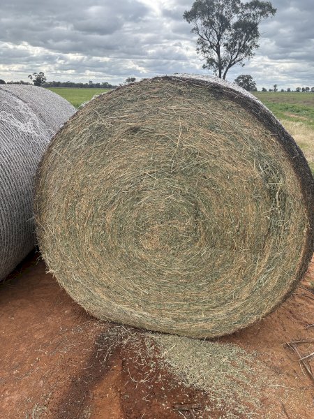 31 x Lucerne Hay Round Bales