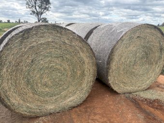 31 x Lucerne Hay Round Bales