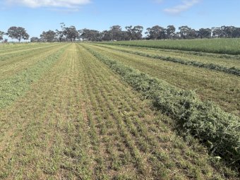 Lucerne Silage 4x4 Rolls x 350