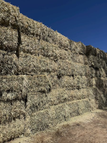 200mt Oaten and Vetch Hay 690kg 8x4x3 Bales (New Season) Delivered Bega NSW